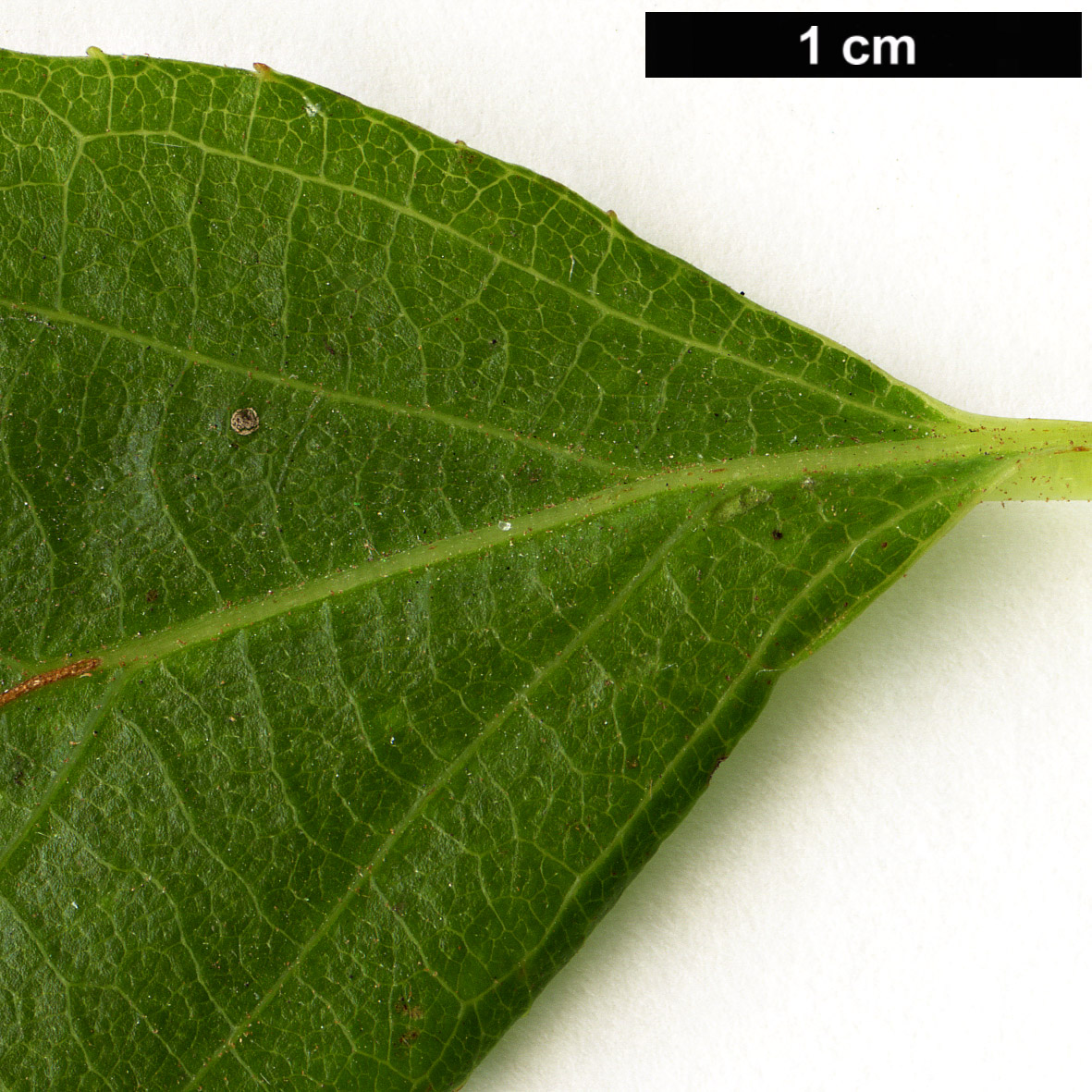 High resolution image: Family: Actinidiaceae - Genus: Actinidia - Taxon: chrysantha